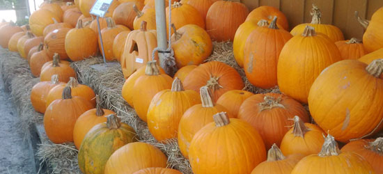 pumpkins at the kingwood garden center