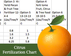 How to Fertilize Citrus Trees - Kingwood Garden Center
