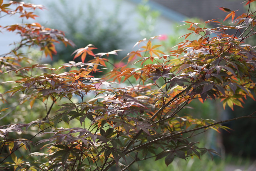 Fall color of Japanese maples