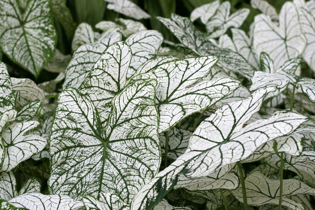 Caladium with white and green foliage.