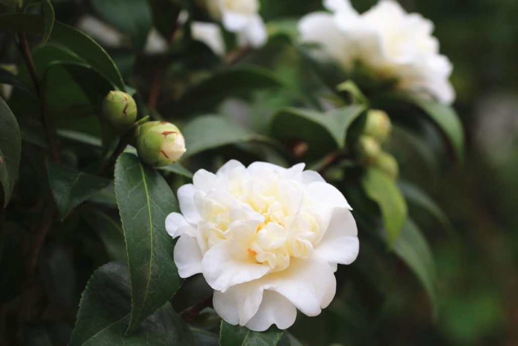 shade plants Camellia white