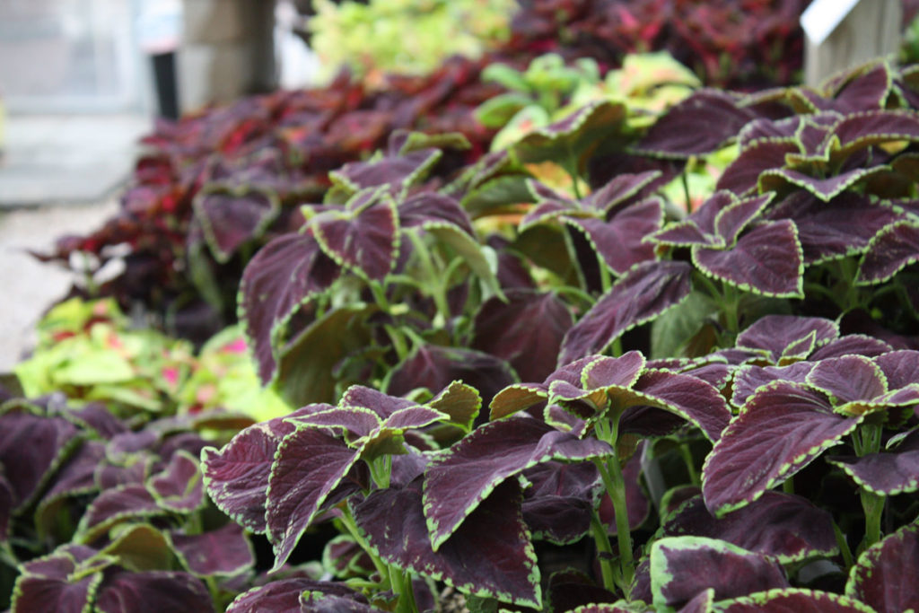 Coleus leaves with green fringe